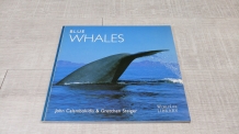 images/productimages/small/blue-whales-01.jpg