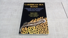 Caribbean Sea Slugs