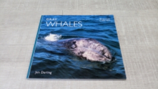 Grey Whales