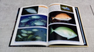 Surgeonfishes, Rabbitfishes and their relatives