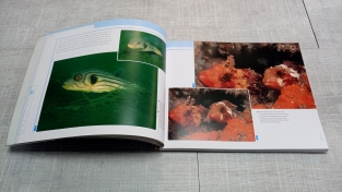 The Essential Underwater Photography Manual